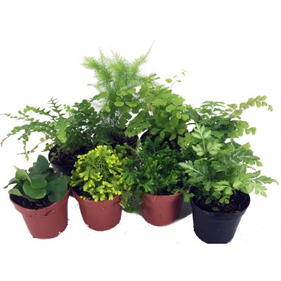 Mini Ferns for Terrariums/Fairy Garden - 8 Different Plants - 2" Pots   